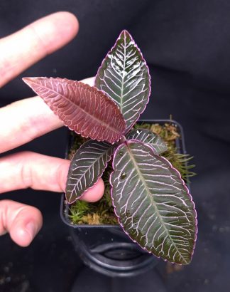 3-05-25 WYSIWYG Ardisia sp. Perlis Malaysia