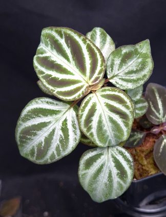 15-05-25 WYSIWYG Sonerila sp. Payakumbuh Utara light form - large specimen