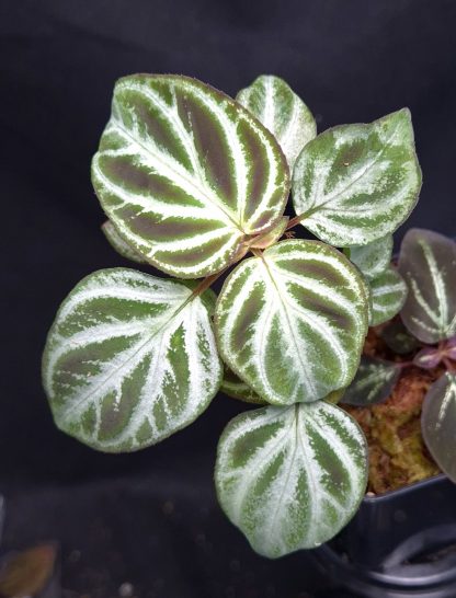 15-05-25 WYSIWYG Sonerila sp. Payakumbuh Utara light form - large specimen