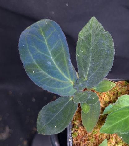 15-05-25 WYSIWYG Sonerila sp. Kapuas Hulu Blue - new rare iridescent species