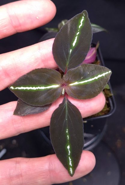 15-05-25 WYSIWYG Sonerila sp. Glowing Single Vein