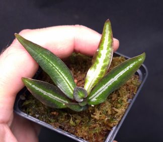15-05-25 WYSIWYG Sonerila sp. Glowing Line dark form