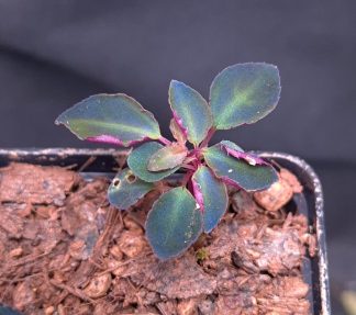 15-05-25 WYSIWYG Sarcopyramis sp. Sumatra Blue - highly iridescent