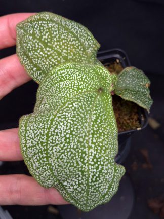 15-05-25 WYSIWYG Sonerila sp. White Dots