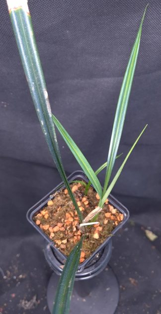 20-05-25 WYSIWYG Mapania caudata (triple specimen)