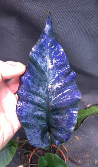 20-05-25 WYSIWYG Diplazium cordifolium - ultra specimen, unique