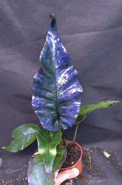 20-05-25 WYSIWYG Diplazium cordifolium - ultra specimen, unique - Image 2
