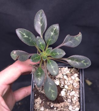 20-05-25 WYSIWYG Primulina sp. Tran Yen - new species