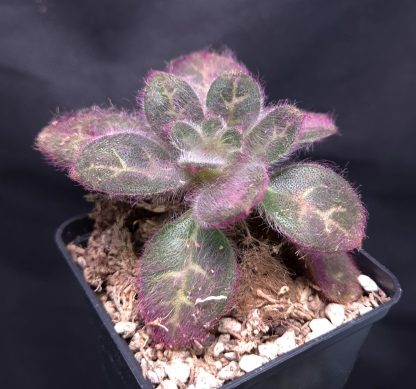 20-05-25 WYSIWYG Primulina sinovietnamica - selected super-hairy clone