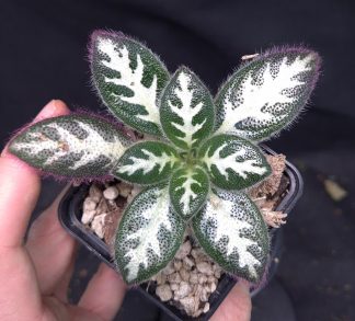 20-05-25 WYSIWYG Primulina sinovietnamica large form - selected specimen with exceptional pattern - new release