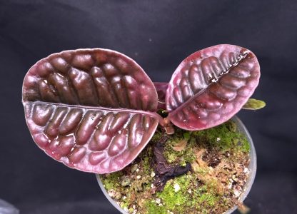 20-05-25 WYSIWYG Labisia sp. Rhino Skin - selected pink specimen
