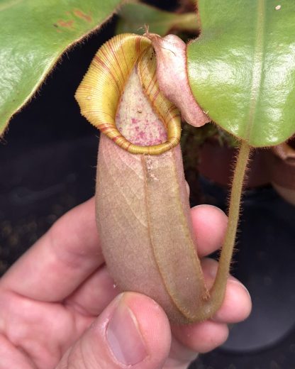 20-05-25 WYSIWYG Nepenthes veitchii - Candy Striped form, big specimen