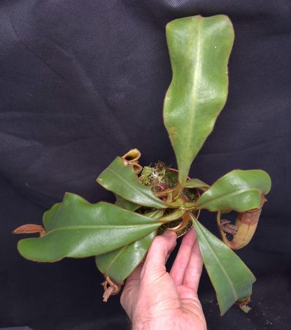 20-05-25 WYSIWYG Nepenthes veitchii - Candy Striped form, big specimen - Image 2
