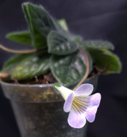 20-05-25 WYSIWYG Primulina sp. Bullate Leaves from Vietnam - flowering specimen with double rosette - Image 2
