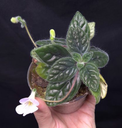 20-05-25 WYSIWYG Primulina sp. Bullate Leaves from Vietnam - flowering specimen with double rosette