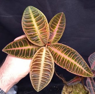 20-05-25 WYSIWYG Emblemantha urnulata - orange form, big specimen