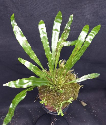 20-05-25 WYSIWYG Elaphoglossum sp. Wavy Leaves - big specimen