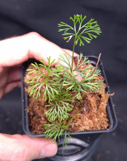20-05-25 WYSIWYG Elaphoglossum peltatum - small fern species