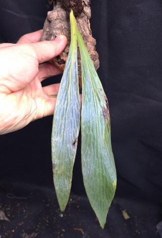20-05-25 WYSIWYG Antrophyum callifolium division - iridescent pendulous fern, new release