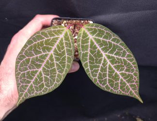 20-05-25 WYSIWYG Prestonia quinquangularis - stunning vine, new release
