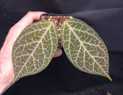 20-05-25 WYSIWYG Prestonia quinquangularis - stunning vine, new release