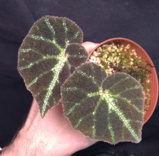 20-05-25 WYSIWYG Begonia aff. locii - new release