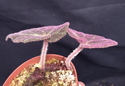 20-05-25 WYSIWYG Begonia aff. locii - new release - Image 2