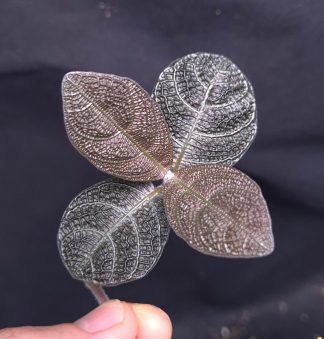 20-05-25 WYSIWYG Cosmianthemum sp. Black - unique leaf structure, selected specimen