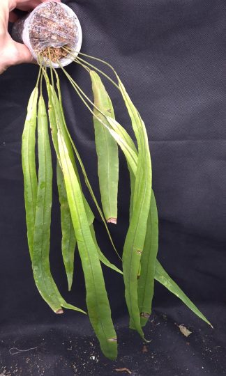 20-05-25 WYSIWYG Elaphoglossum sp. Loyola - beautiful pendulous species, large specimen