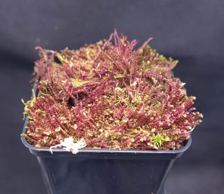 20-05-25 WYSIWYG red moss from Borneo - full pot