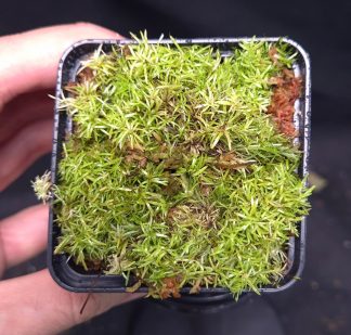 20-05-25 WYSIWYG Octoblepharum sp. Indonesia - tropical moss, full pot