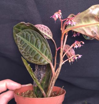 20-05-25 WYSIWYG Labisia beccarii - flowering specimen