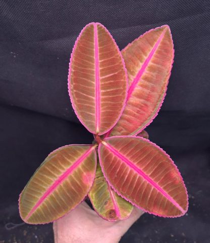 20-05-25 WYSIWYG Emblemantha urnulata Fluo Pink Semi-Veinless - new release, big specimen