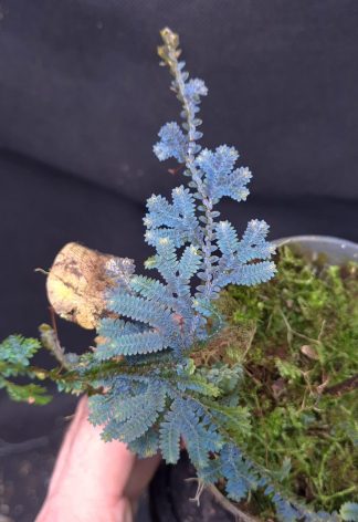 20-05-25 WYSIWYG Selaginella sp. Manaus - selected stunning specimen