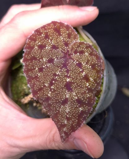 20-05-25 WYSIWYG Begonia curtisii from Krabi