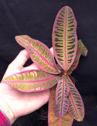 20-05-25 WYSIWYG Emblemantha urnulata "Super Pink" - big specimen