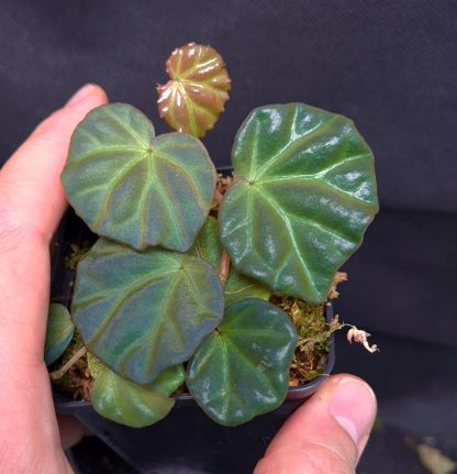 20-05-25 WYSIWYG Begonia sp. Sarawak - selected specimen