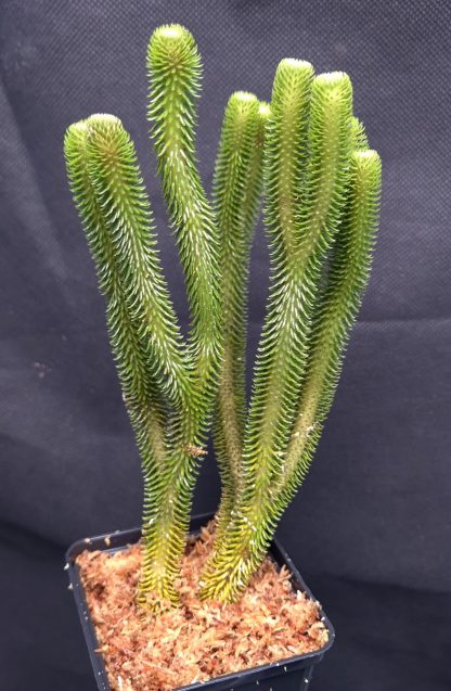 22-05-25 WYSIWYG Phlegmariurus hystrix - stunning species, big division - new release
