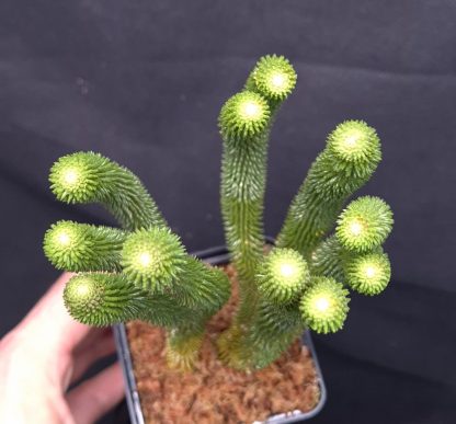 22-05-25 WYSIWYG Phlegmariurus hystrix - stunning species, big division - new release - Image 2