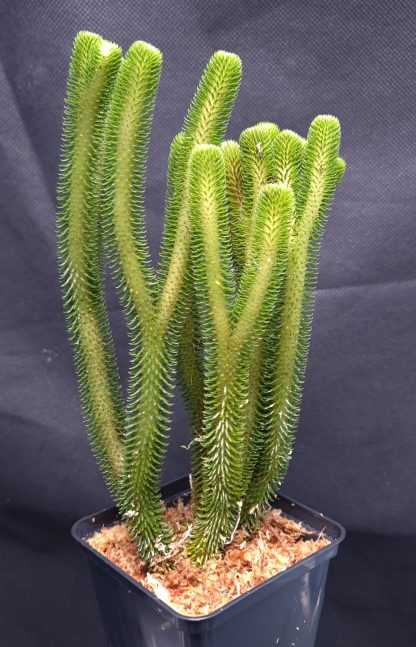 25-05-25 WYSIWYG Phlegmariurus hystrix - stunning species, big division