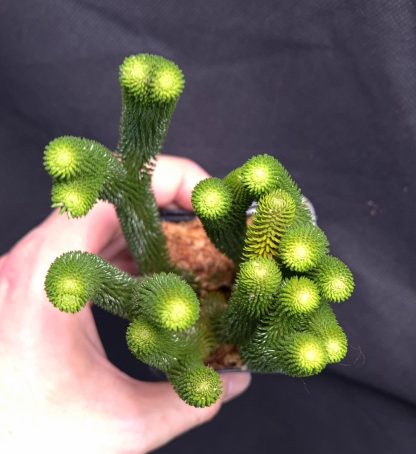 25-05-25 WYSIWYG Phlegmariurus hystrix - stunning species, big division - Image 2