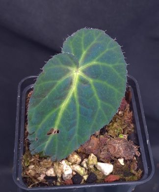 26-05-25 WYSIWYG Begonia sp. Thuan Chau - new iridescent species from Vietnam