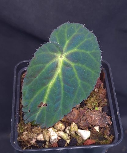 26-05-25 WYSIWYG Begonia sp. Thuan Chau - new iridescent species from Vietnam