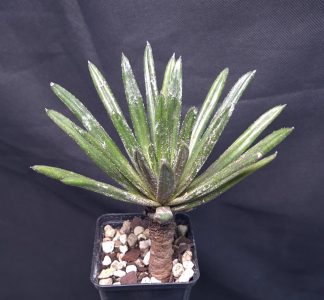 26-05-25 WYSIWYG Primulina wentsaii, adult specimen - very rare species, new release