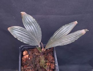26-05-25 WYSIWYG Dicranopygium sp. Guna Yala - dwarf cyclanth (miniature "palm") - new release