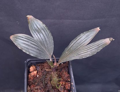 26-05-25 WYSIWYG Dicranopygium sp. Guna Yala - dwarf cyclanth (miniature "palm") - new release