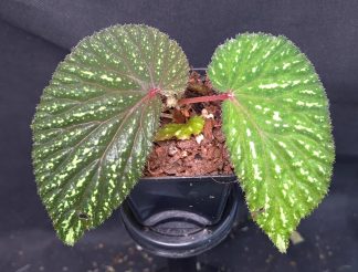 26-05-25 WYSIWYG Begonia sp. Jerawi - new species from Kalimantan