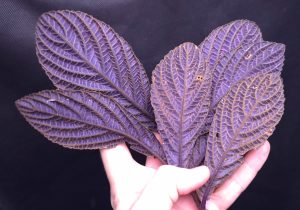 Acranthera sp. Purple Underside for sale, rare new species