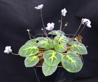 - Petrocosmea sp. Borneo, new rare species for sale
