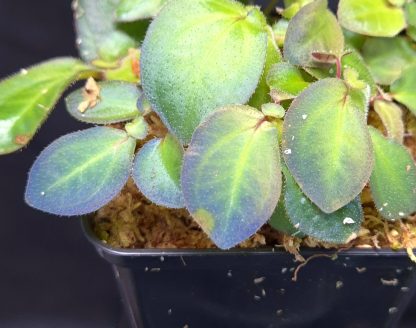 Sonerila sp. Petikah (blue iridescent), rare new species